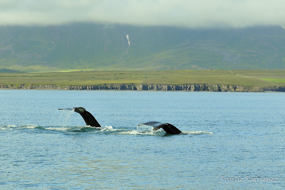 Imagen 18 de la galería de Islandia